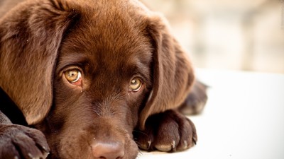 puppy_snout_sadness_look_83093_1280x720